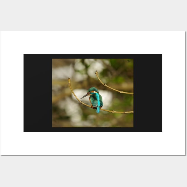 Kingfisher Wall Art by Simon-dell